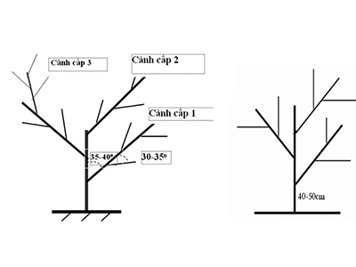 Cắt tỉa tán cành na góc 45 